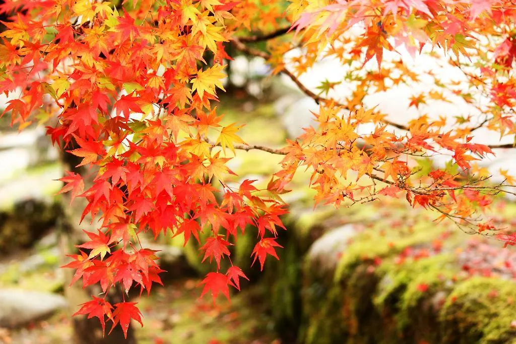 Yutorelo-An Annex Hakone